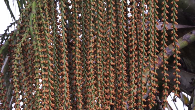 buriti palm tree in close up