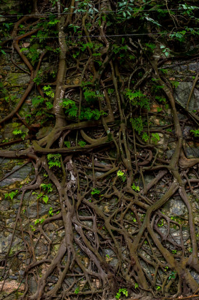 istock tree roots stuck in old stone wall in nature location 2149892227
