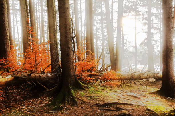 A forest with a fallen deciduous tree with sunlight and fog