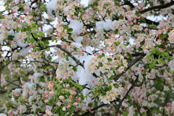 istock Apple blossoms with snowflakes and icicles. Cold weather in spring causes fruit blossoms to freeze. 2149893241