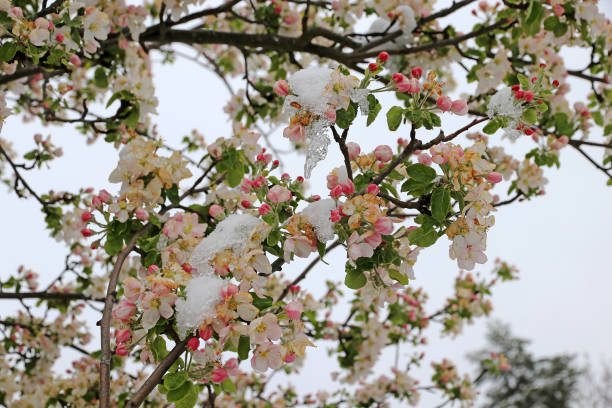 Apple blossoms with snowflakes and icicles. Cold weather in spring causes fruit blossoms to freeze.