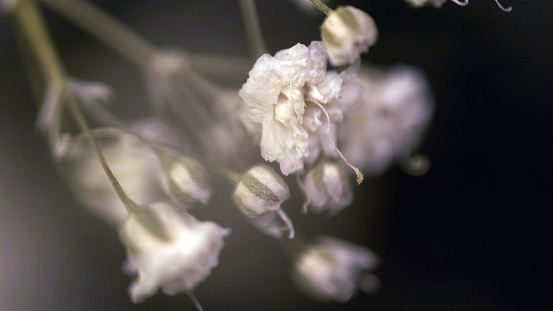 In this mesmerizing super macro shot, we are drawn into the delicate intricacies of an artificial white flower. Each petal is meticulously crafted, capturing the essence of natural beauty in synthetic form. The intricate details, from the subtle veins to the gentle curves, evoke a sense of ethereal elegance. This close-up view offers a unique perspective, inviting us to appreciate the artistry and craftsmanship behind every petal of this artificial bloom