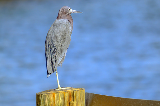 Elegant Perch: A grey egret gracefully balances on a round wooden post against a serene bokeh of blue water, embodying poise amidst tranquil waters.