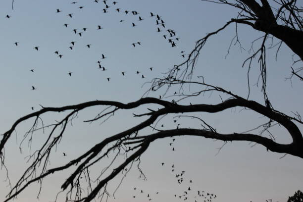 istock Many birds in the sky among branches 2149895550