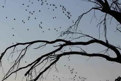 Group of birds seen from underneath, flying in the same direction, with a contrasting tree branch.