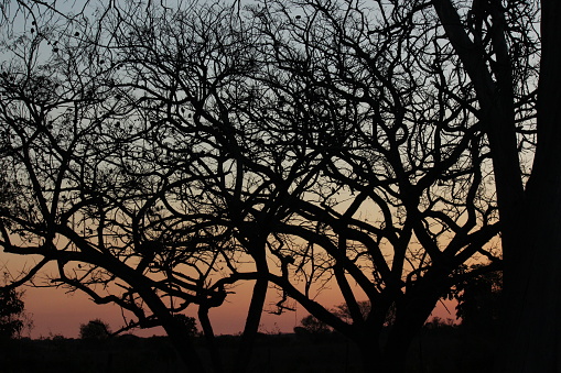 Contrast of black shady tree branches with fading sunset in the countryside