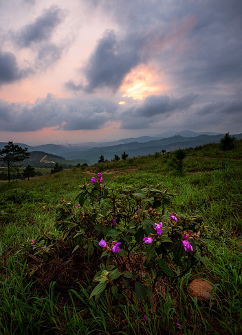 Purple flowers blooming on the hill in the sunset