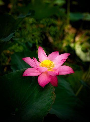 The pink color of the lotus flower stands out against the green background