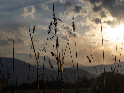 Silhouetted dry grass against sunset