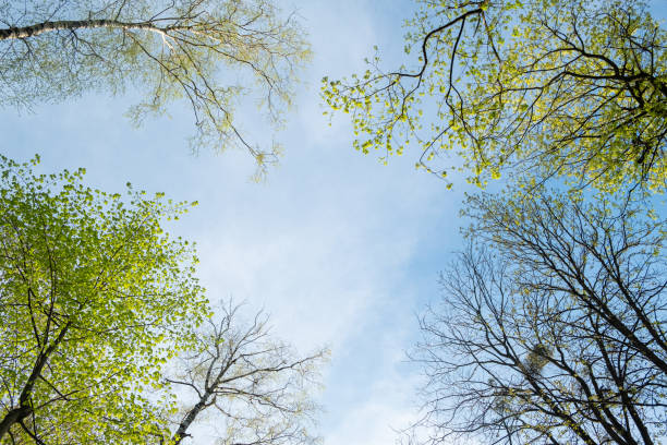 Looking up through the green leaves