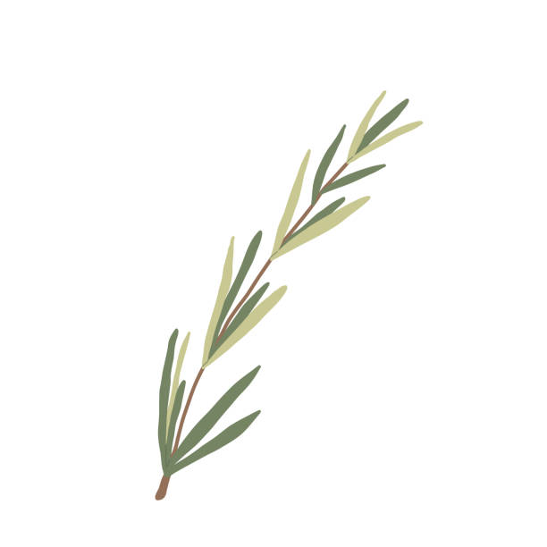 rosemary isolated on white background. fresh herb branch. hand drawn illustration. - rozmaryn stock illustrations