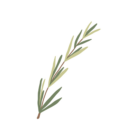 Rosemary isolated on white background. Fresh herb branch. Vector hand drawn illustration.