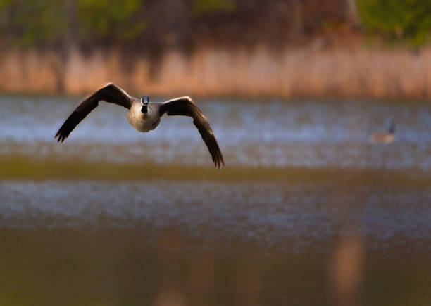 Capture the breathtaking sight of a Canadian Goose in flight, leading its flock across the crisp autumn skies. This awe-inspiring image depicts the graceful arc of their wings against a backdrop of golden foliage, symbolizing the timeless journey of migration. The Canadian Goose, with its distinctive honk echoing through the air, embodies the spirit of freedom and resilience as it navigates vast distances with unwavering determination. Perfect for illustrating the beauty of seasonal transitions and the harmony of nature in motion.
