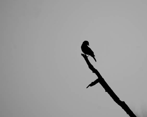istock Red-Winged Blackbird Silhouette: Evening Serenade in Shadow 2149898858