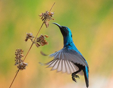 Capture the elegance of a sunbird as it hovers in mid-air, bathed in the warm glow of sunlight. This enchanting image portrays the sunbird's delicate wings suspended in graceful motion against a backdrop of azure skies. With its slender body and elongated bill, the sunbird appears weightless as it effortlessly hovers, showcasing the beauty of avian flight. Ideal for conveying themes of freedom, beauty, and the wonders of the natural world.