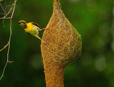 Capture the captivating moment of a Baya Weaver bird fixating on its prey with unwavering intensity. In this striking image, the Baya Weaver, known for its intricate nests and agile hunting skills, showcases its keen predatory instincts as it locks its gaze on potential prey. The intricate details of its plumage, highlighted by the soft glow of natural light, add depth and dimension to this compelling wildlife scene. Perfect for illustrating concepts of focus, determination, and the beauty of nature in action.