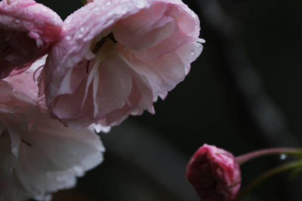 Moist cherry blossoms in the rain