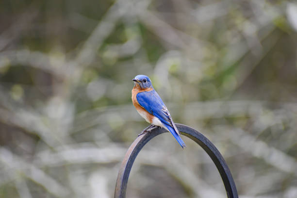Close-Up Male Bluebird on Feeder Hook in Spring