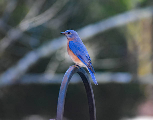 istock Close-Up Male Bluebird on Feeder Hook in Spring 2149900269