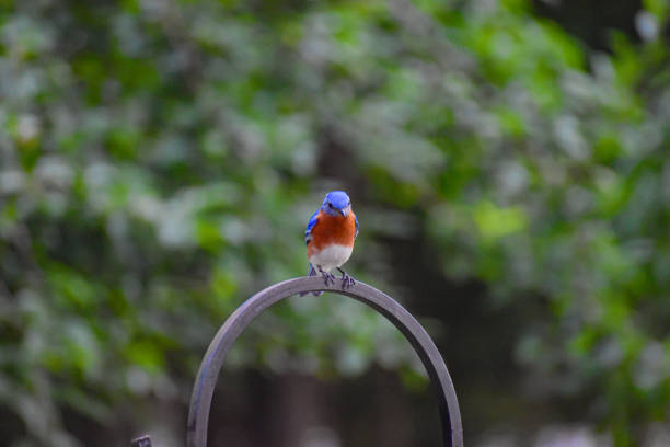 istock Close-Up Male Bluebird on Feeder Hook in Spring 2149900333