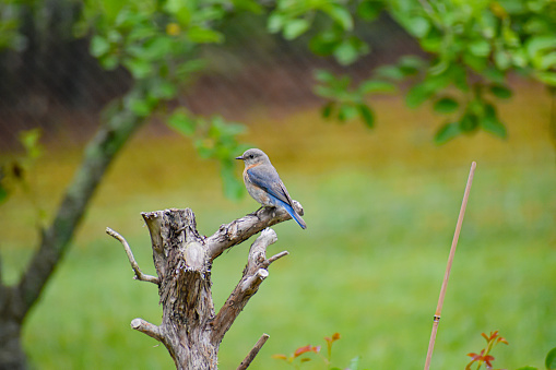 Close-Up Female Bluebird on Cut Tree Log in Spring