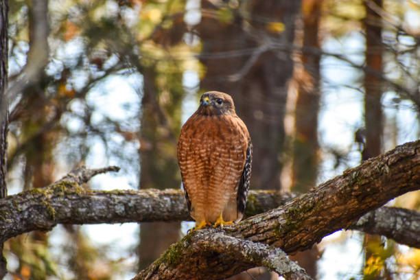 Close-Up Juvenile Red Shouldered Hawk Watching Camera on Tree Branch in Autumn