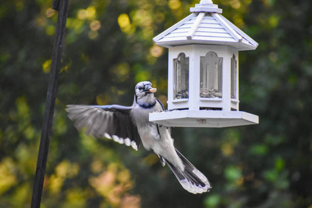 Close-Up Blue Jay Struggling on Feeder with Peanut in Summer