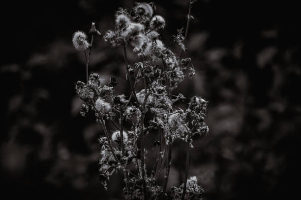 istock Close-up Grayscale Dying Dandelion Spring Flower Garden 2149900969