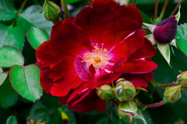 istock Close-up Red Rose Bloom Spring Flower Garden 2149900973
