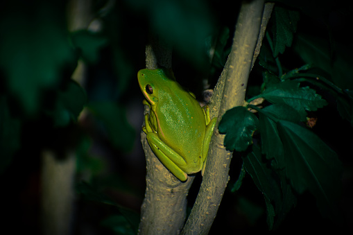Close-Up of a Green Tree Frog at Night on a Rose of Sharon Trunk