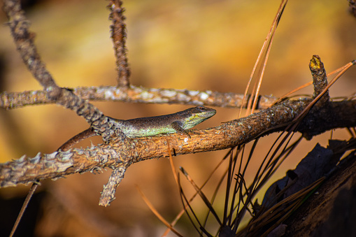 Close-Up of a Green Anole Lizard Camouflaged on Branch in Winter