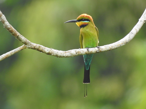 Merops ornatus or Rainbow bee-eater perching a branch