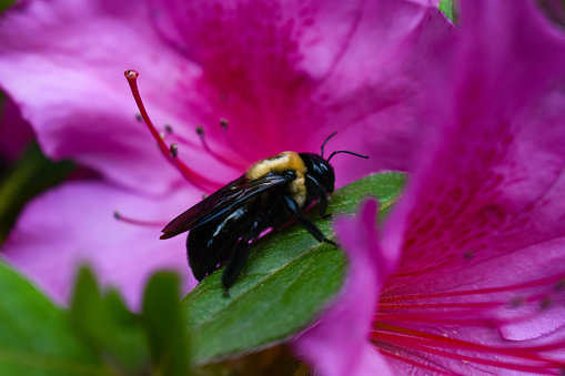 Close-up of a Bumblebee on a leaf against a Pink Azalea Bloom in a Spring Garden