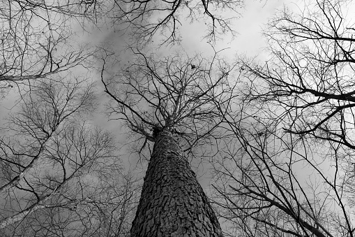 A black and white photo of the tall bare tree in the woods.