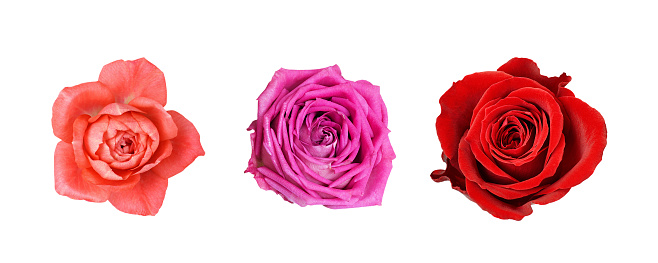 Set of orange, pink and red rose flowers isolated on white