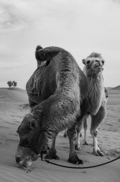 istock Two camels posing in the desert, Inner-Mongolia, China. 2149904436