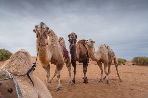 Close un portrait of the three funny camels in the desert of Inner Mongolia, China. Humor animals, copy space for text