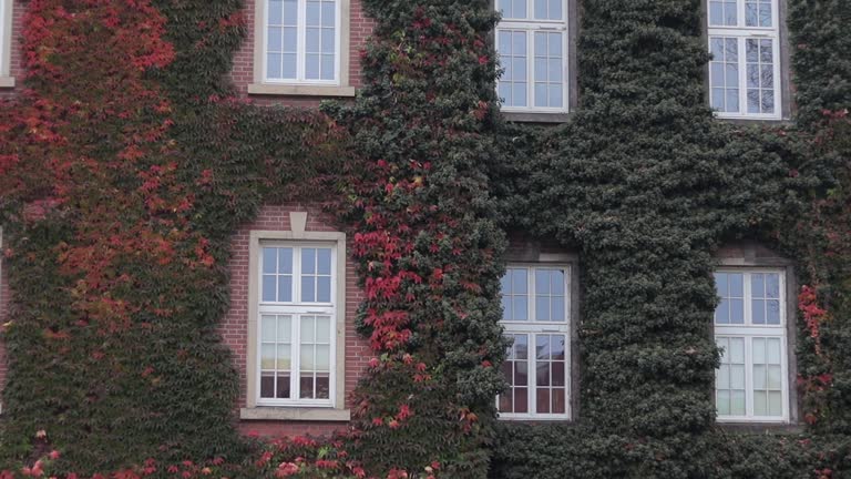 Close up view of a red brick building, with creeping ivy, Wawel Royal Castle in Krakow, Poland. Pano camera move.