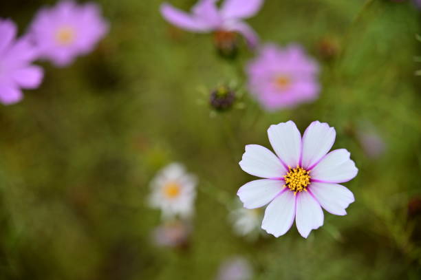 istock Cosmos bipinnatus 2149905810