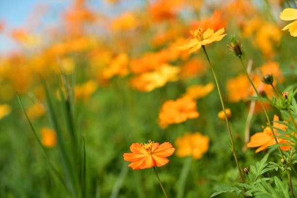 istock Cosmos bipinnatus 2149905840