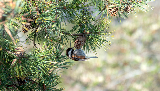 Oregon variety of the dark-eyed junco inspecting a pine cone in spring