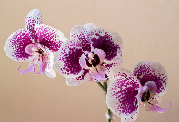 orchids photographed at different angles