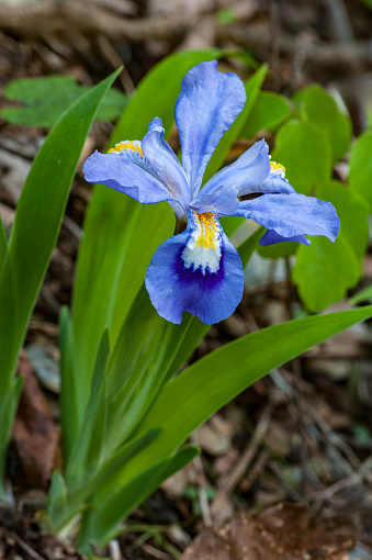 Dwarf Crested Iris, Iris cristata, Great Smoky Mountains National Park, Tennessee; Family Iridaceae