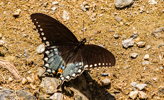 Papilio glaucus, the eastern tiger swallowtail, is a species of butterfly native to eastern North America.  Great Smoky Mountains National Park. Tennessee.