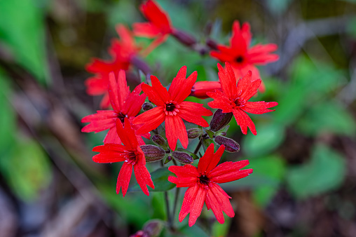 Fire Pink, Great Smoky Mountains National Park, Tennessee; Silene virginica; Fire Pink is a wildflower in the pink family, Caryophyllaceae. It is known for its distinct brilliant red flowers.
