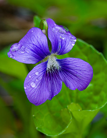Marsh Blue Violet, Great Smoky Mountains National Park, Tennessee. Viola cucullata.  Hooded Blue Violet or Purple Violet) is a species of the genus Viola native to eastern North America, perennial; herbaceous; plant;  The flowers are violet, occasionally white, with five petals.