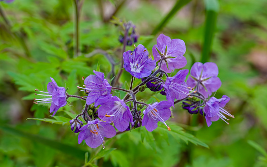 Purple Phacelia, Phacelia bipinnatifida, Great Smoky Mountains National Park, Tennessee.  Boraginaceae.