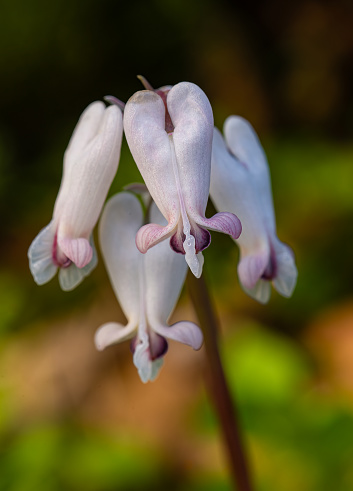 Dicentra canadensis, or squirrel corn, is a herbaceous plant in the poppy family with white heart-shaped flowers, native to deciduous woodland in eastern North America. Great Smoky Mountains National Park, Tennessee.