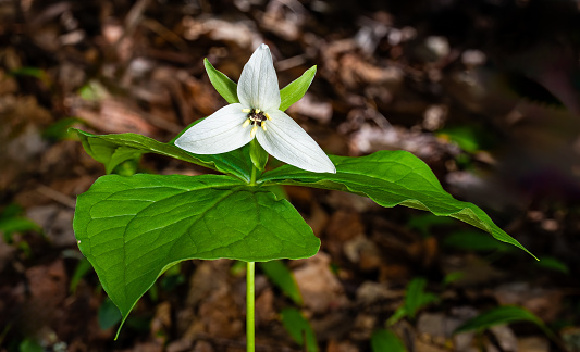 Sweet White Trillium, Great Smoky Mountains National Park, Tennessee. Melanthiaceae or Liliaceae.  Trillium simile. The Jeweled wakerobin, is a spring-flowering perennial plant which is native to parts of the Appalachian Mountains in southeastern United States.