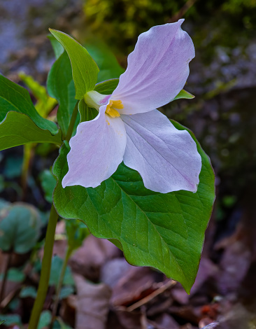 White Trillium, Great Smoky Mountains National Park, Tennessee; Trillium flexipes, the Bent Trillium or Drooping Trillium, is a spring-flowering perennial which is most common in the midwestern United States.  Melanthiaceae